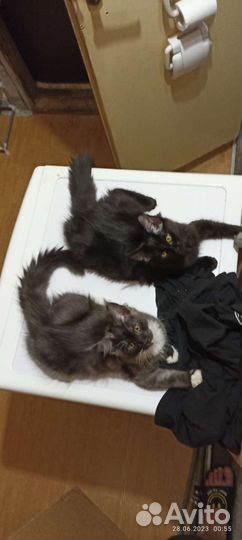 Малышки мейн-кун