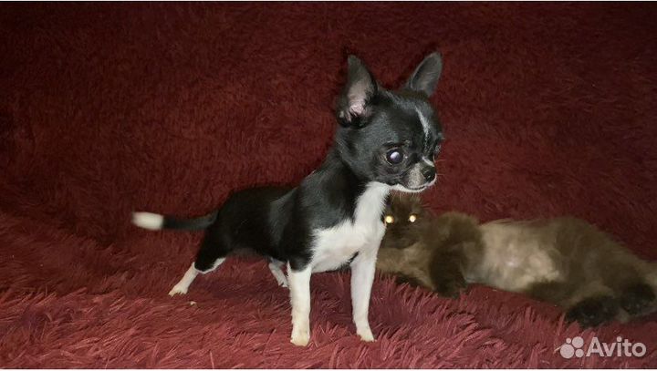Чихуахуа девочка mini