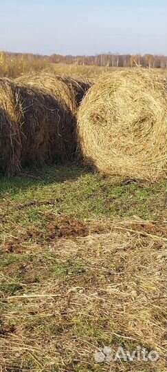Продам сено в рулонах