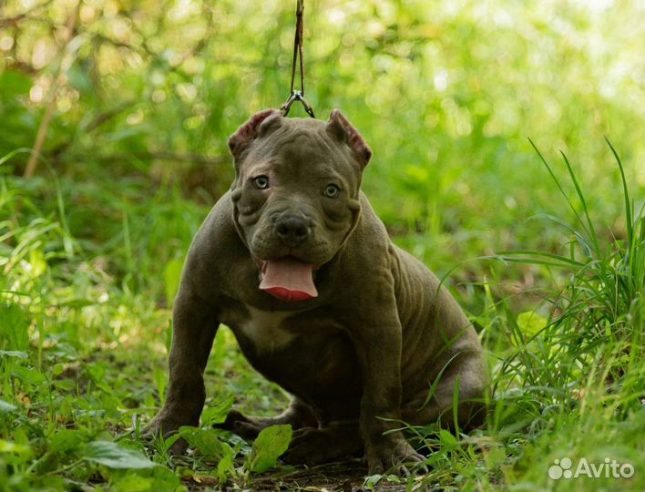 Американский булли стандарт