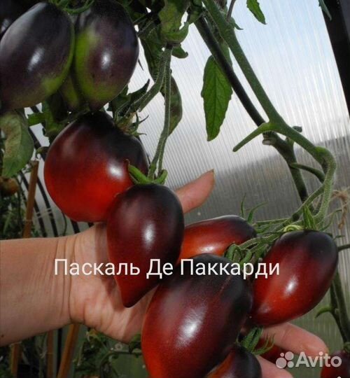 Семена томатов