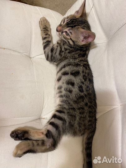 Бенгальская