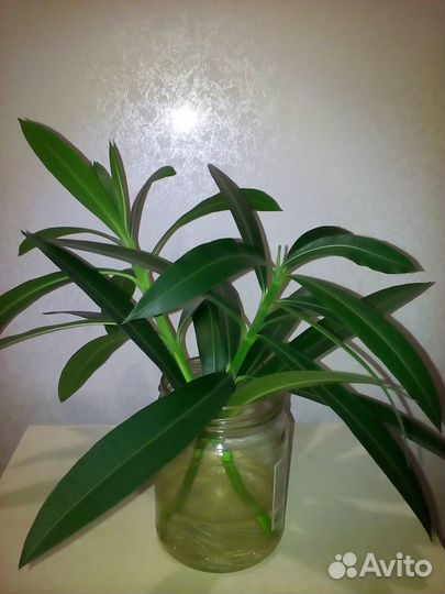 Олеандр, гибискус