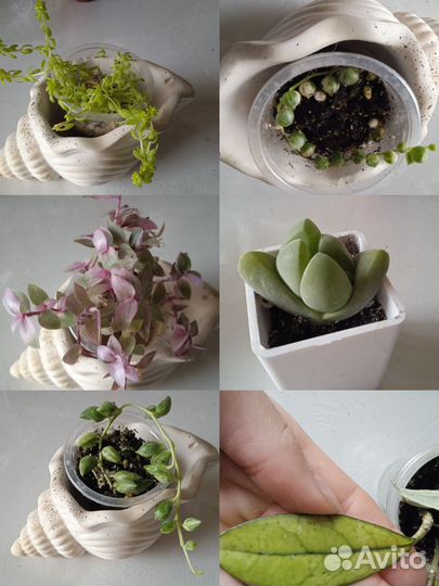 Комнатные растения(малыши)