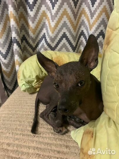 Вязка,случка ксоло Xolo ксолоитскуинтли