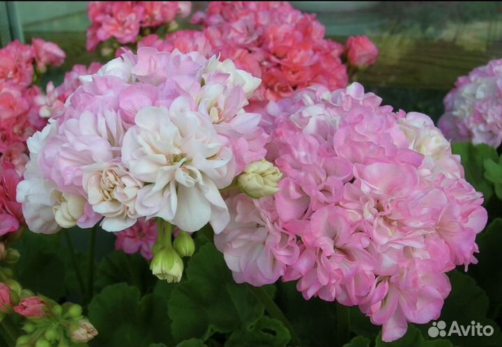 Пеларгония Dovepoint