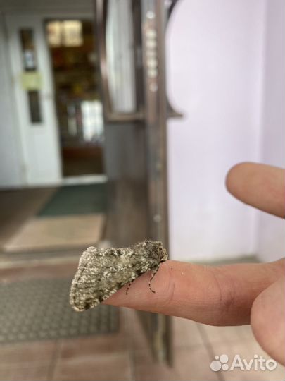 Матылек домашний