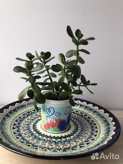 Толстянка денежное дерево