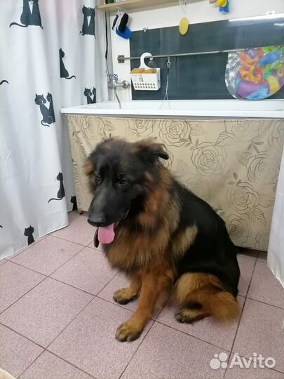 Стрижка собак и кошек. Комплексные процедуры