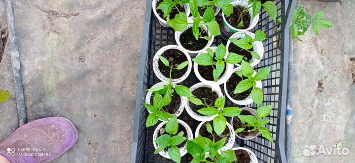 Рассада огурцов, томатов, перца