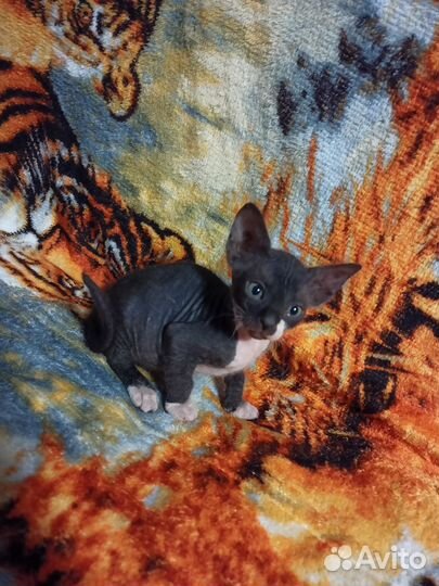 Донской сфинкс котенок