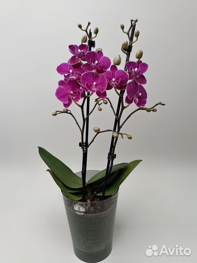 Орхидея Биг Лип мультифлора