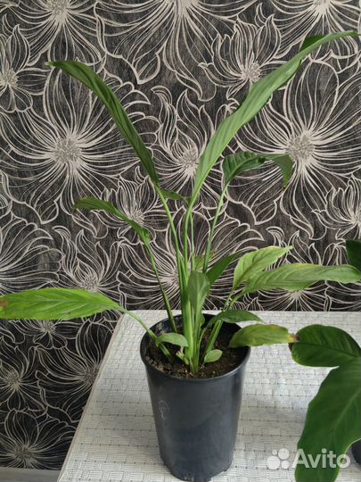 Спатифиллум