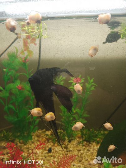 Улитки Ампулярии