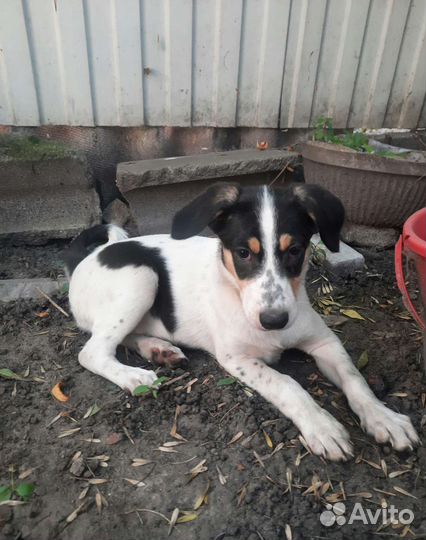 Щенок помесь, Джек Рассел терьер