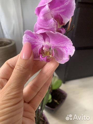 Орхидея фаленопсис в керамическом кашпо