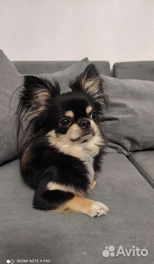 Вязка кобель чихуахуа