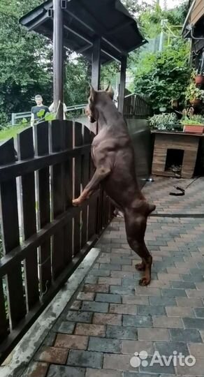 Вязка доберман