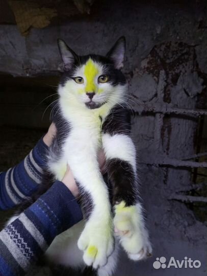 Котенок