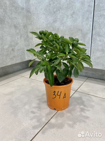 Мандариновое дерево