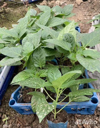 Рассада овощей и цветов