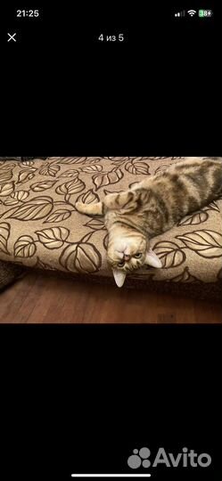 Бенгальская кошка