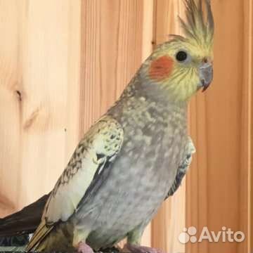 Жемчужные красавцы кареллы