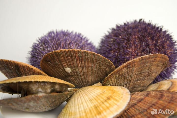 Морской еж и гребешок. Поднят со дна сегодня