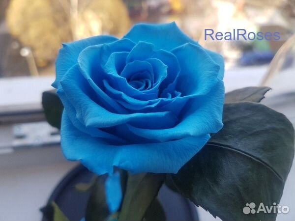 Подарок на 8 марта Роза в колбе