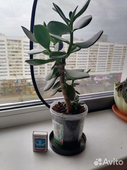 Толстянка, денежное дерево, суккулент