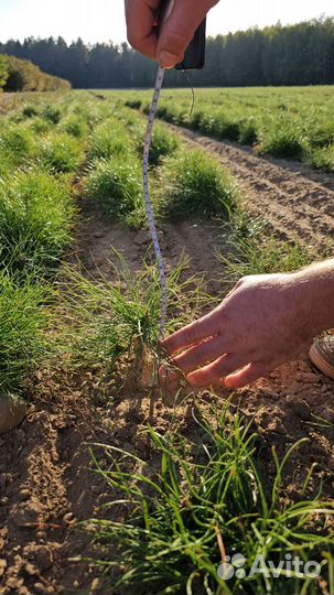 Саженцы сосны обыкновенной окс от производителя
