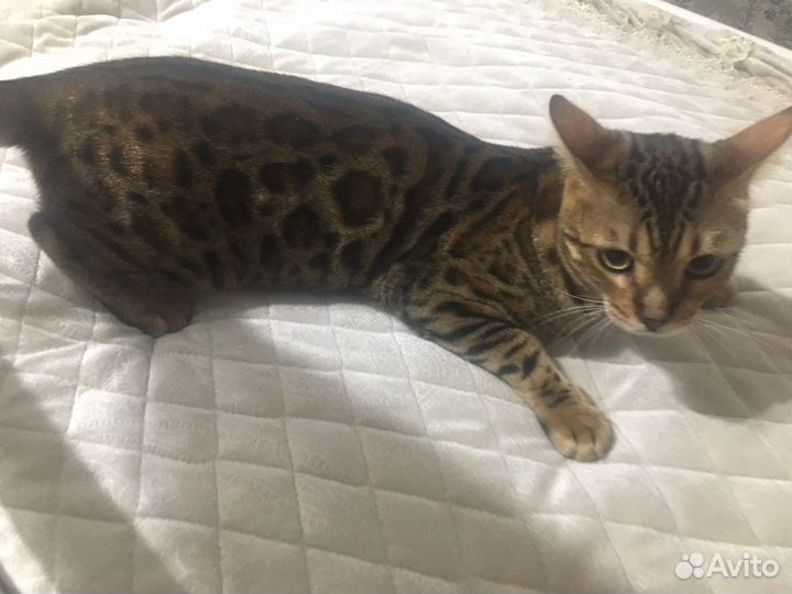 Бенгальский кот