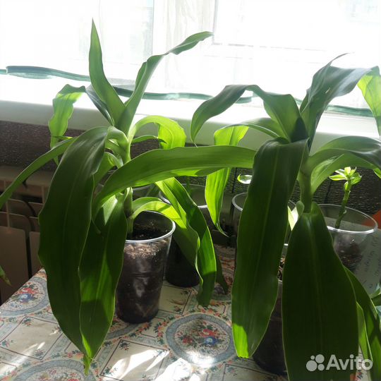 Растение золотой ус