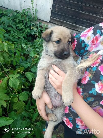 Собака в добрые руки щенок