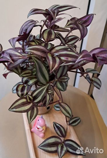 Традесканция зебрина