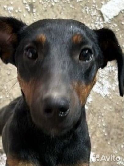 Найдена собака