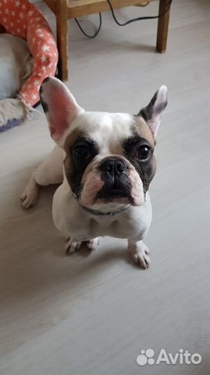 Щенки французского бульдога