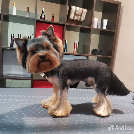 Груминг (стрижка, экспресс линька собак и кошек)