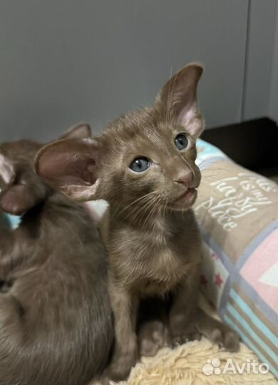 Ориентальная