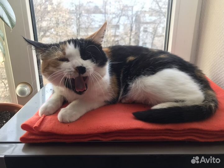 Трехцветная кошка