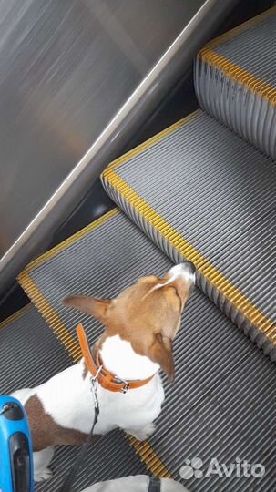 Собака мальчик вязка