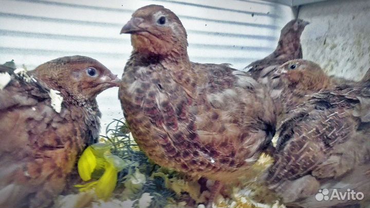 Перепела - Фараон - Белый Американский бройлер