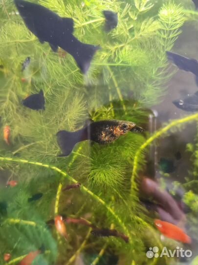 Аквариумные рыбки: пецилии, моллинезии, креветки