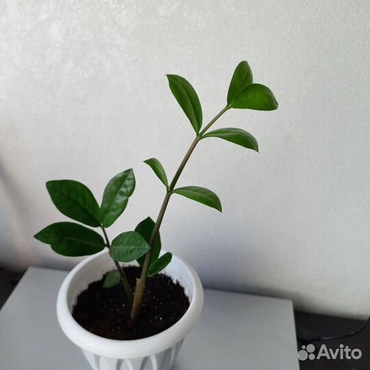 Замиокулькас