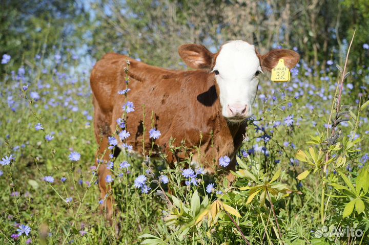 Нетель герефордской породы класса класса элита и э