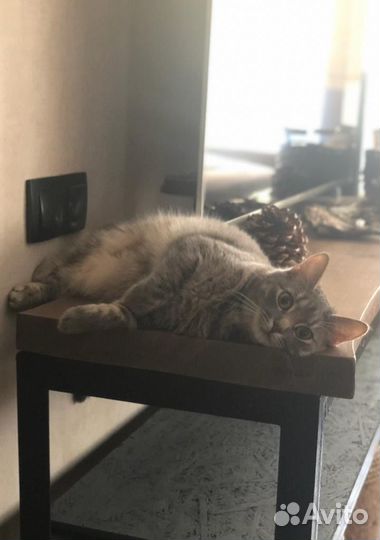 Котенок девочка