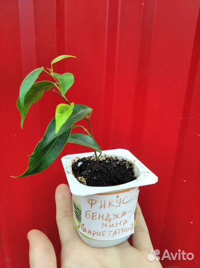 Фикус Бенджамина вариегатный (пестролистный)