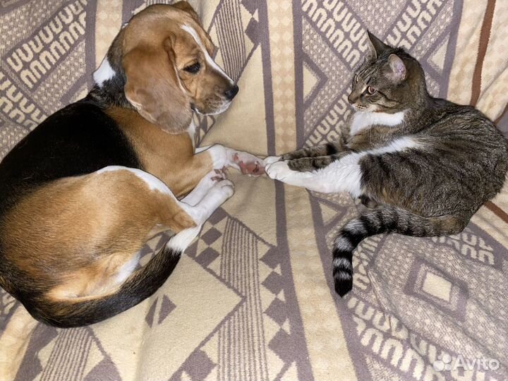 Вязка Бигль девочка