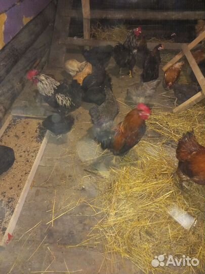 Домашние куриные яйца