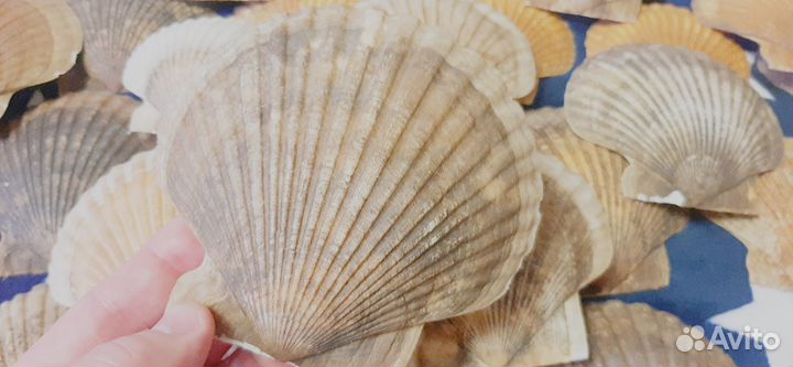 Раковины морского гребешка